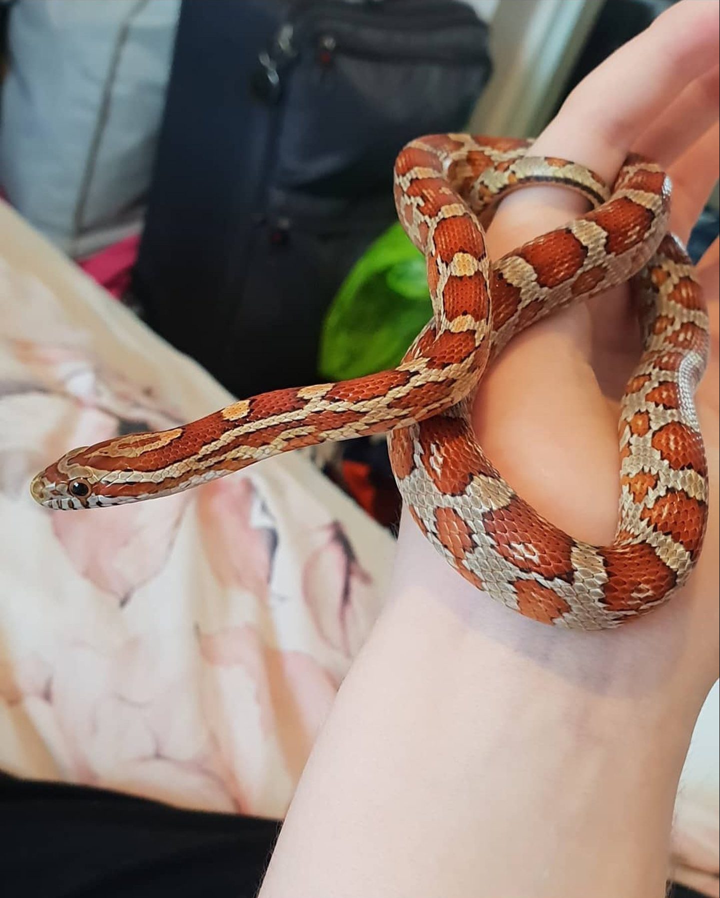 Ember coiled around Caitlin's fingers