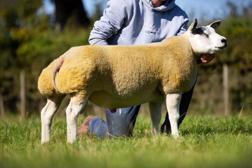 Lurg Knockout, which fetched 10,000gns for the Millers. 