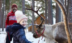 reindeers at macdonald resort aviemore