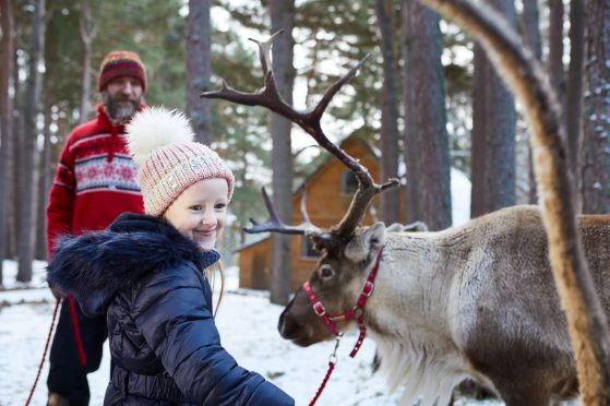 reindeers at macdonald resort aviemore