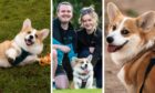 Aberdeen couple Niall Ridgway and Emma MacRae with their dog Goose.