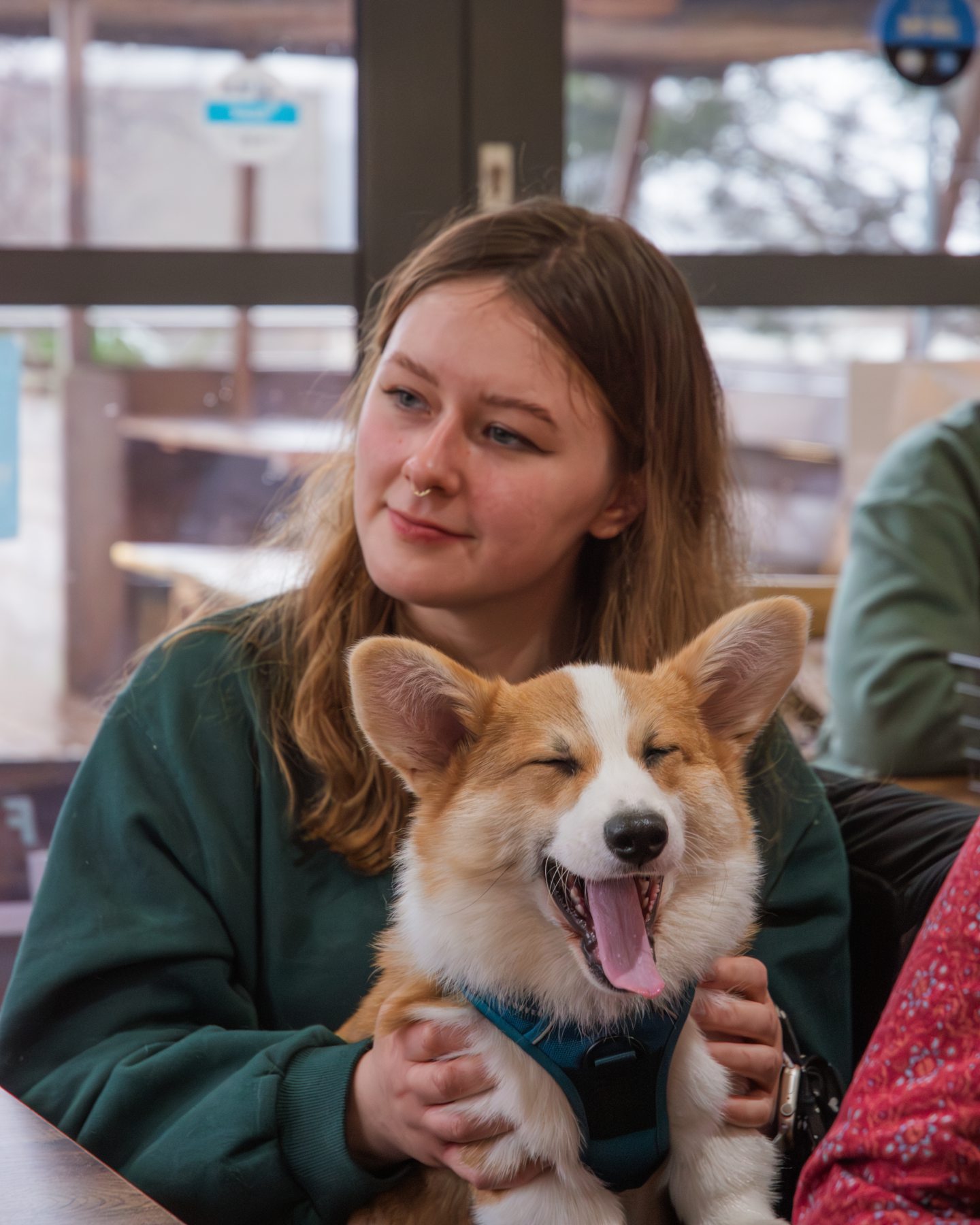 Goose yawning in his owner Emma's lap, who runs his Instagram account Silly Goose Corgi