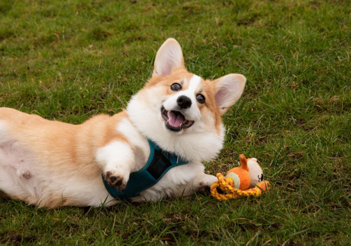 Goose playing outside