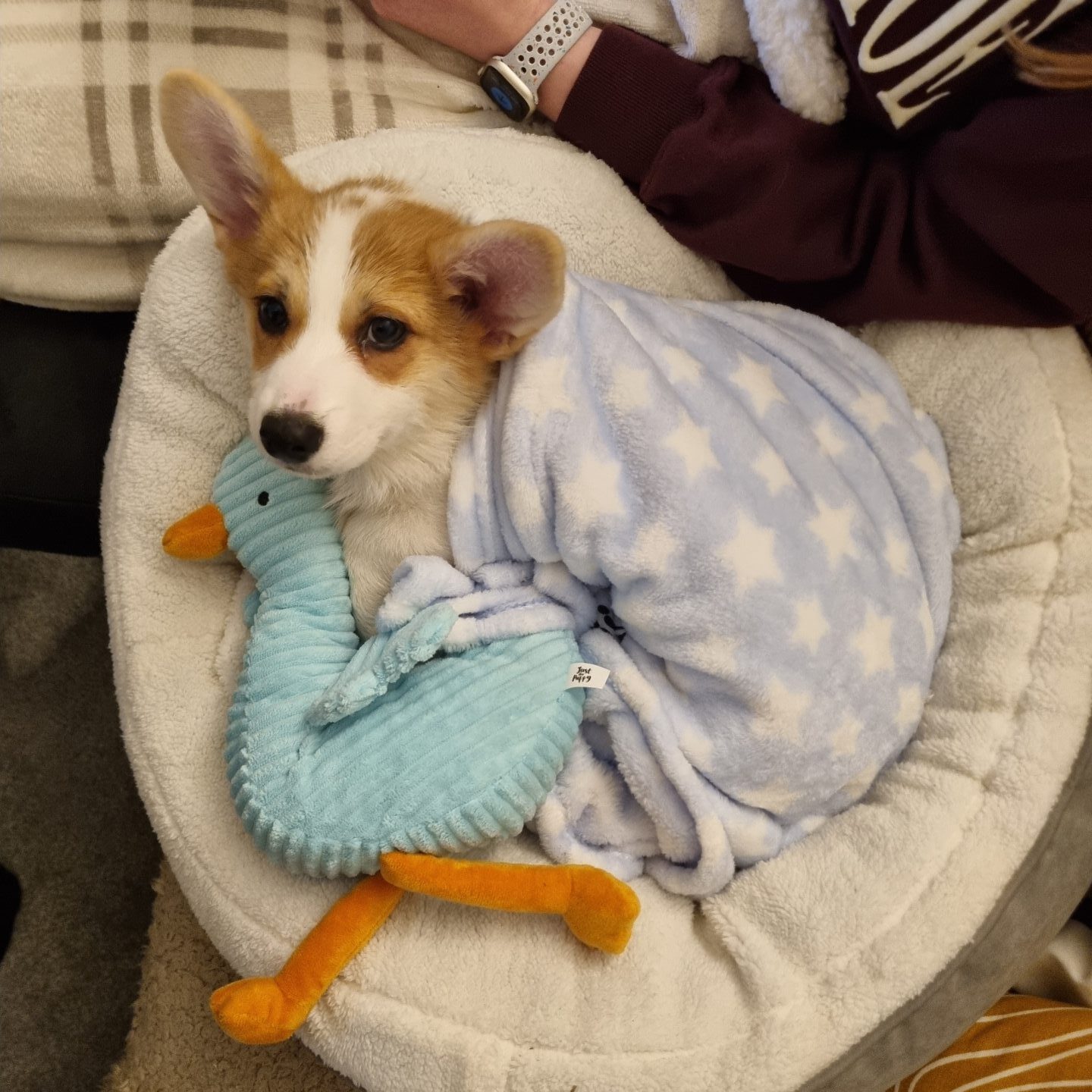 Goose curled up in his bed