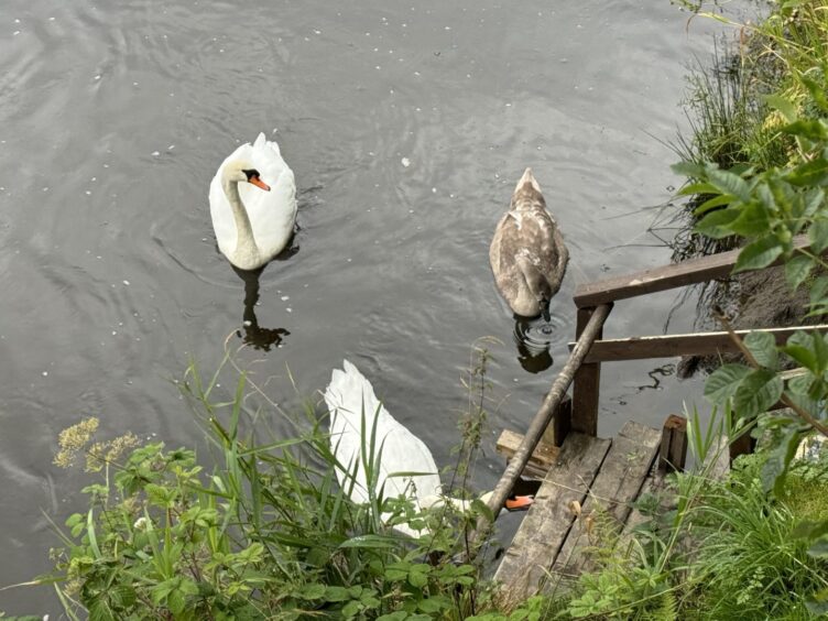 Swans on the River Don