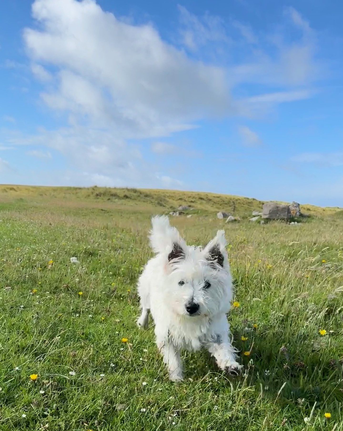 Pollonio the Westie puppy running on green grass under a blue sky on Tiree. 