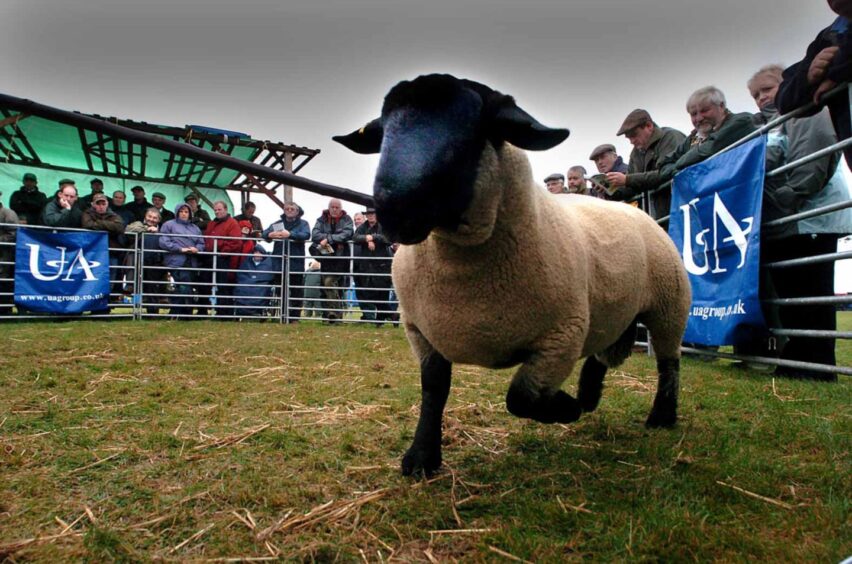 A Texel at Kelso Ram Sales in 2005.