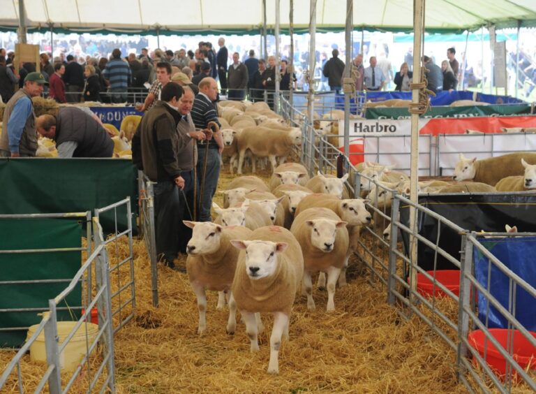 It's Kelso Ram Sales 2014.