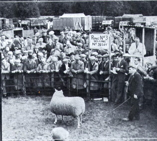 A Border Leicester goes through the ring at the Kelso Ram Sales in 1948.