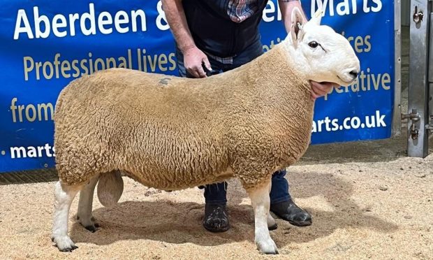 The £8,000 champion Cheviot.