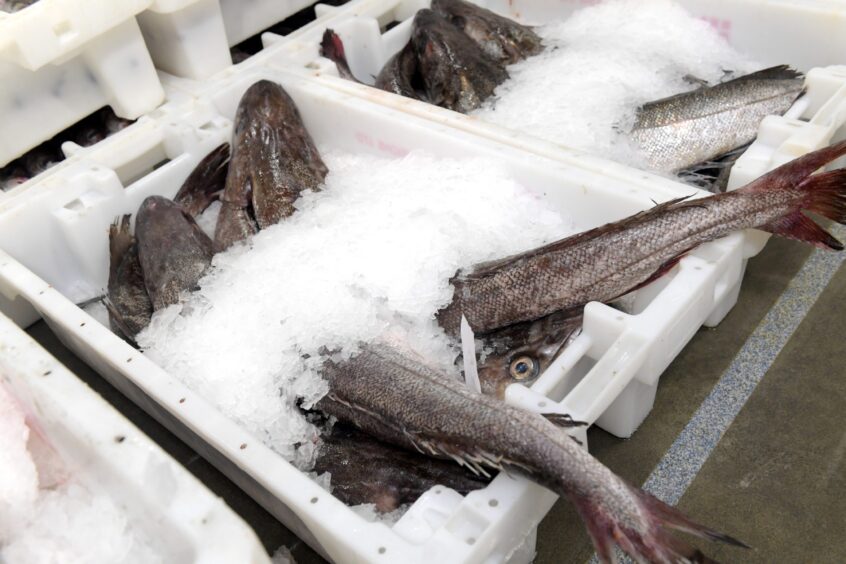 Fish boxes at Peterhead.