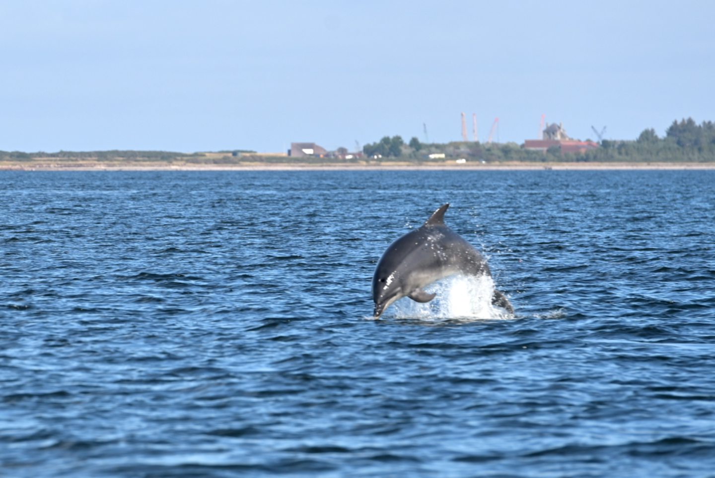 Moray Firth dolphins 