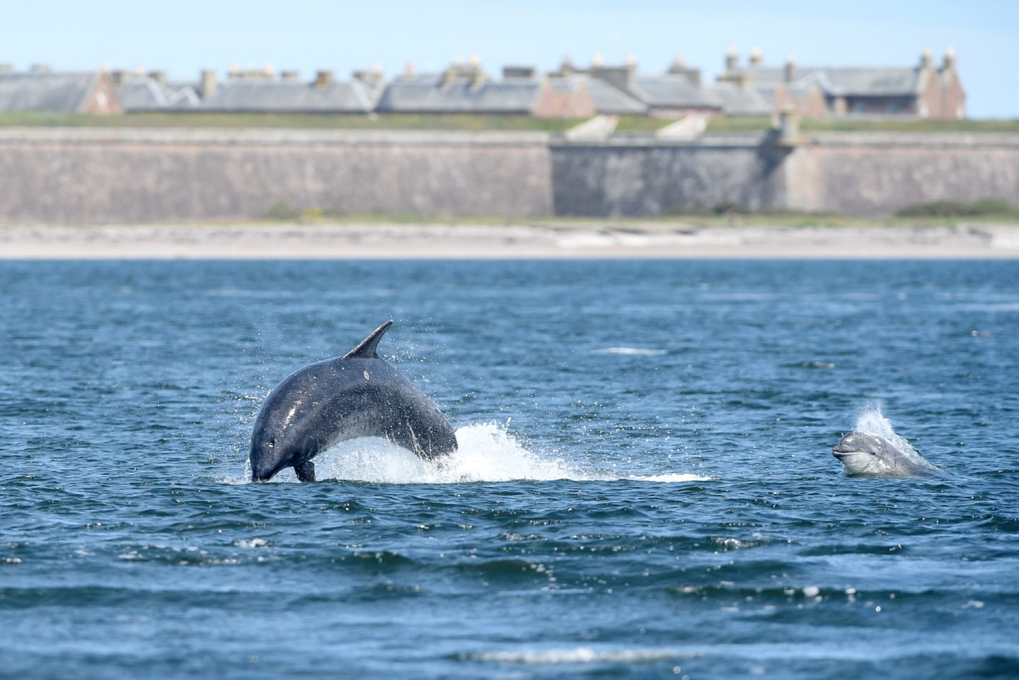 The resident pod of dolphins enjoy themselves in the incoming tide at Chanonry Point, Fortrose.