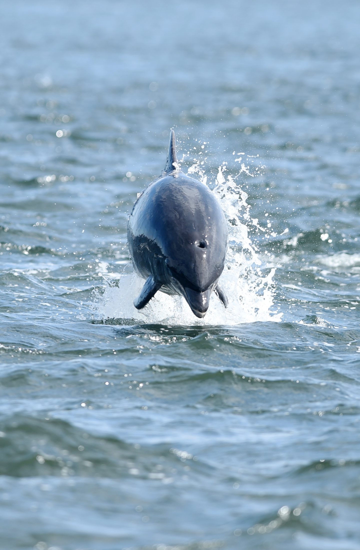 Bottlenose dolphin mid-leap 