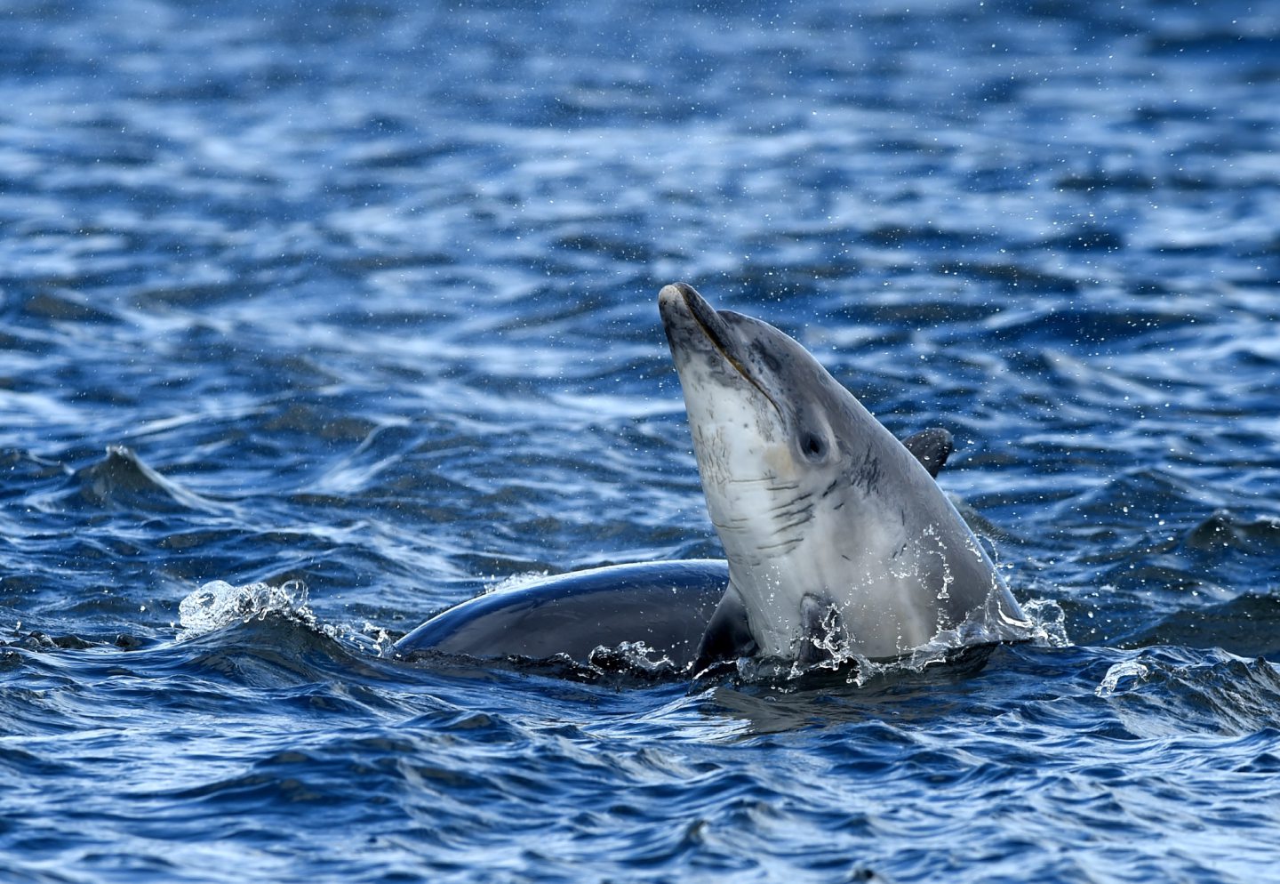 Bottlenose dolphin in Moray Firth