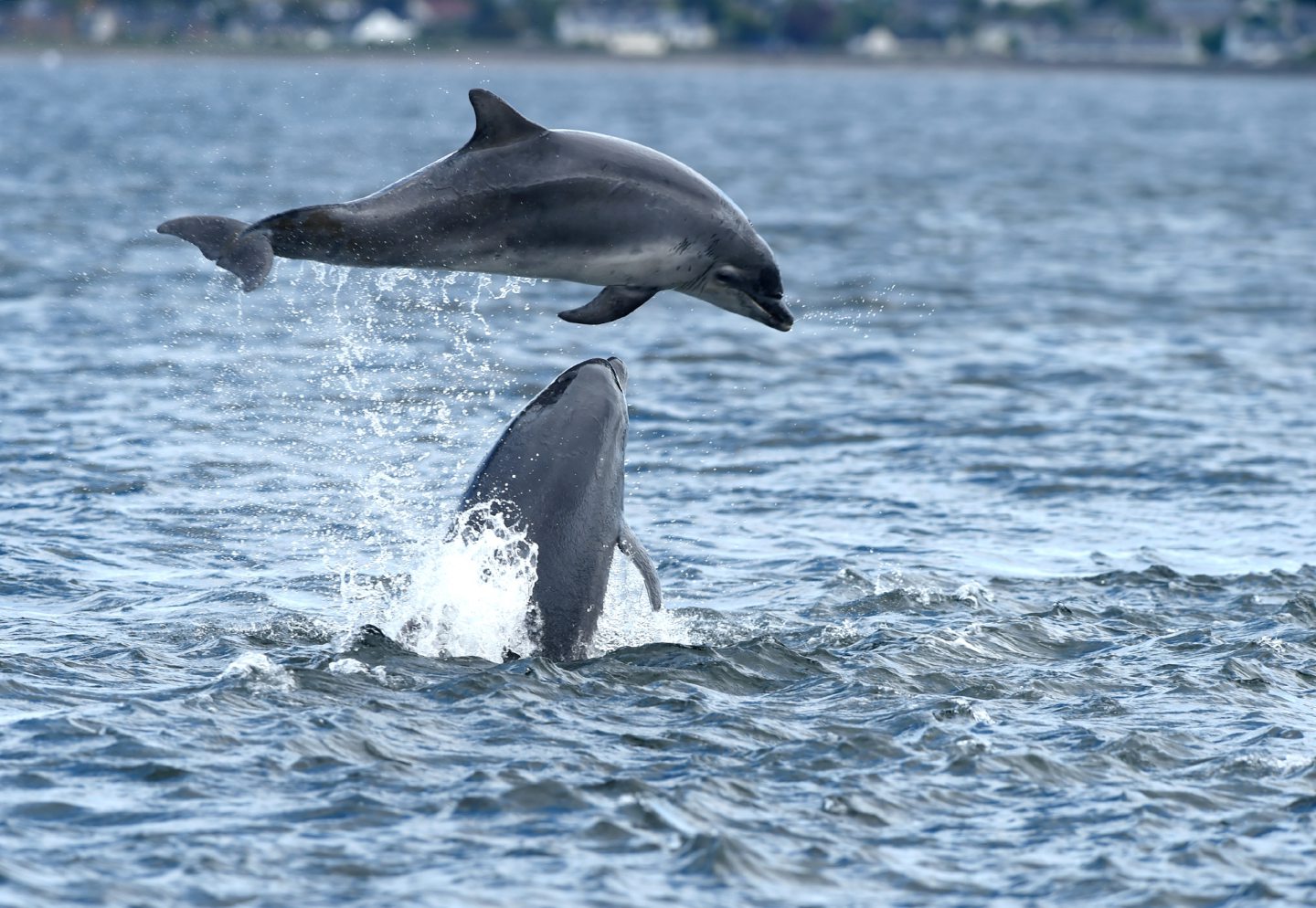 Dolphins jumping in the Moray Firth. 