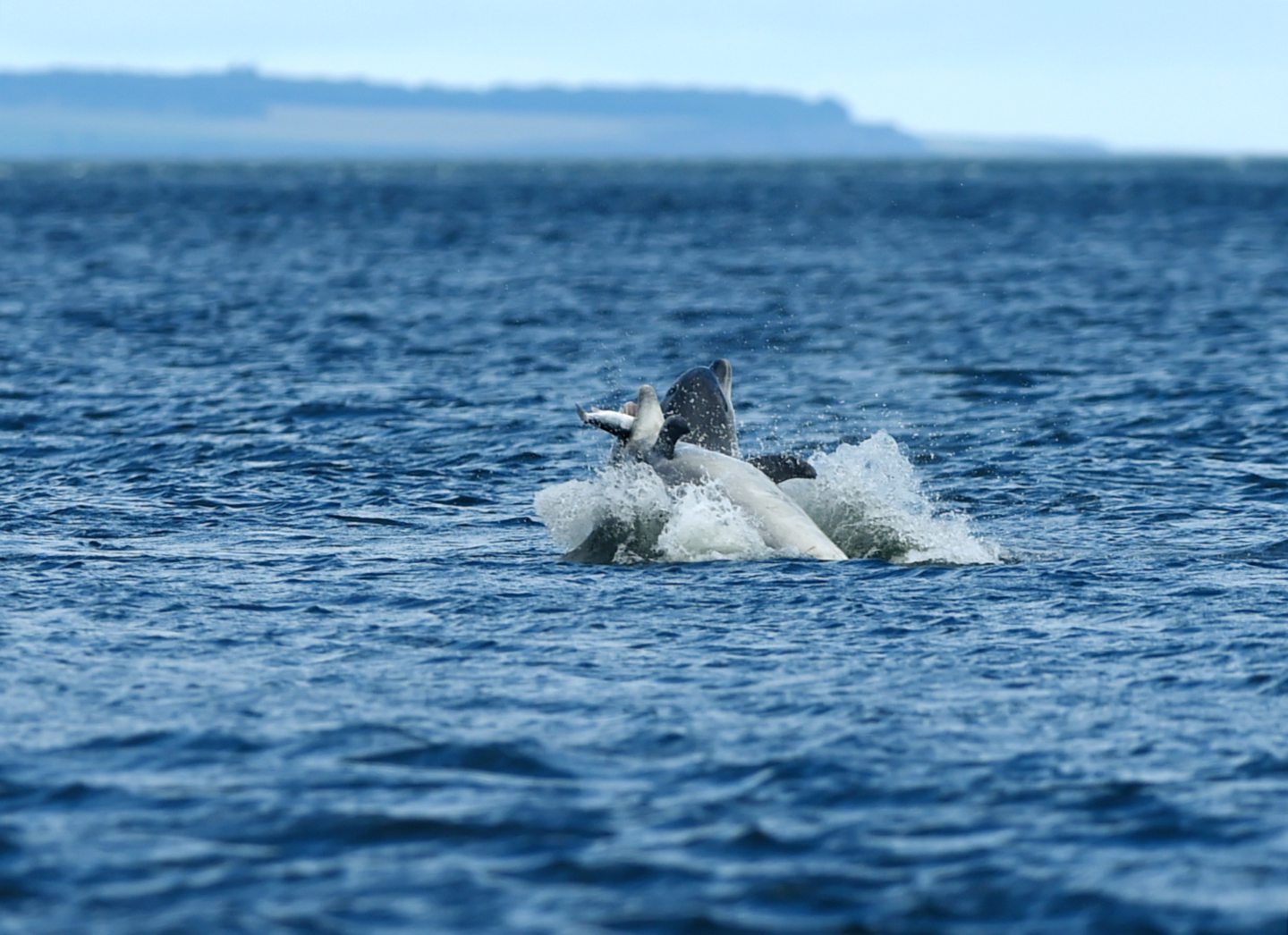 A dolphin catches a salmon in its mouth as it feeds on the incoming tide.