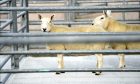 Sheep in the pen at last year's ram sales at Caithness Livestock Centre