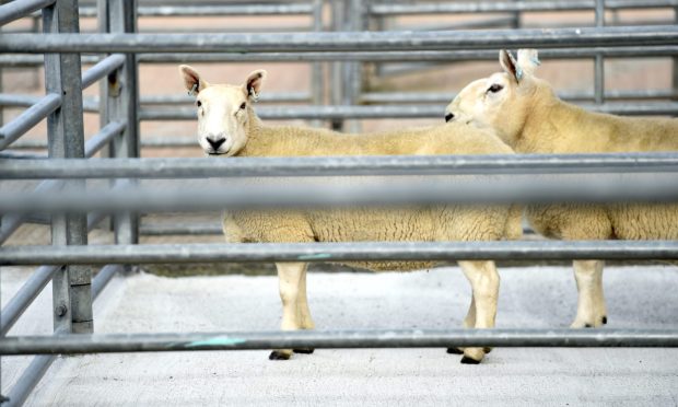 Sheep in the pen at last year's ram sales at Caithness Livestock Centre