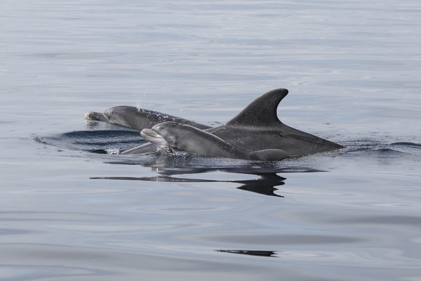 Mum and calf Moray Firth dolphins.