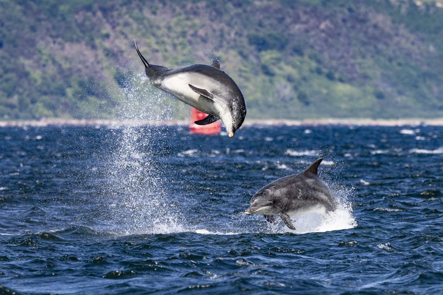 Charlie the dolphin jumping. 