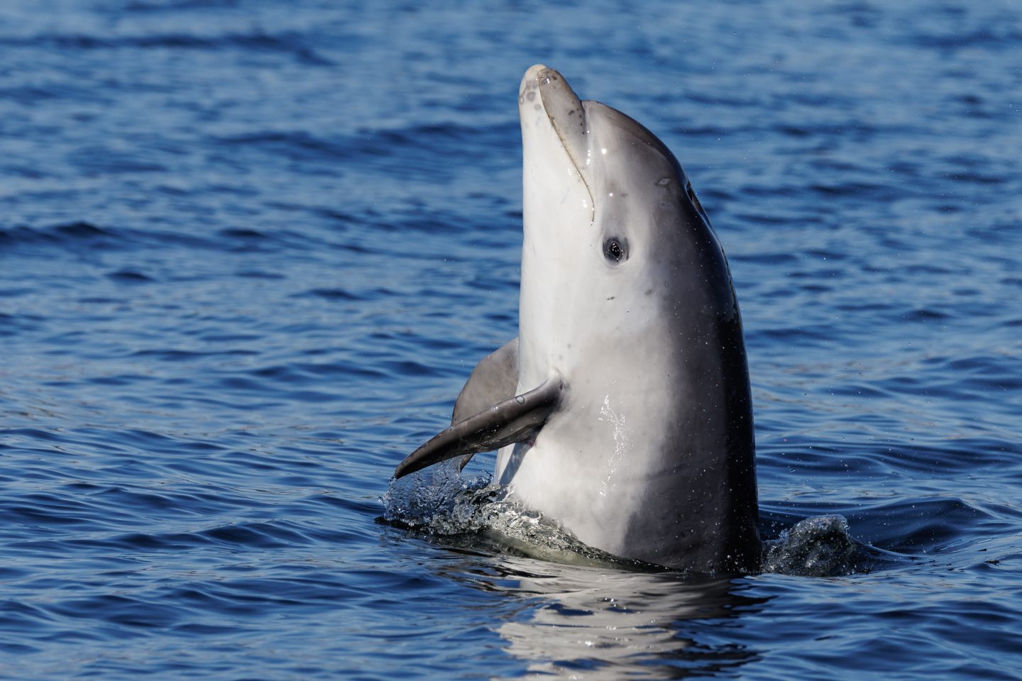 Bottlenose dolphin Spirtles son Spyhopping. 