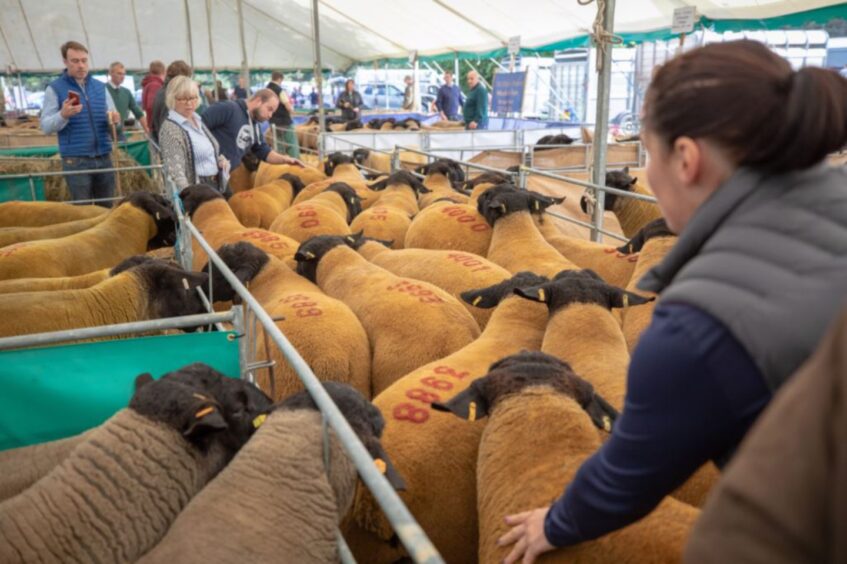 Kelso Ram Sales