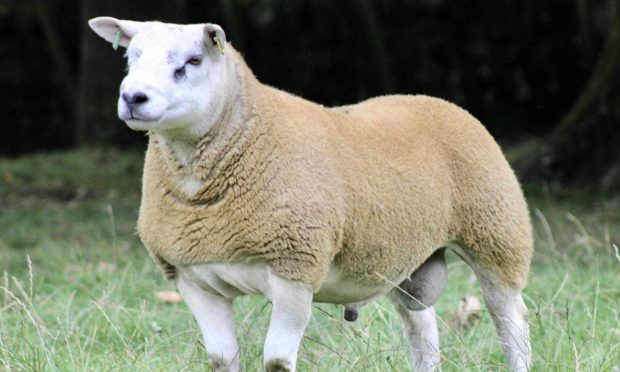 This Texel sold for a record £4,000 at Dingwall.