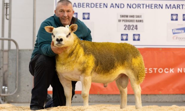 Robbie Wilson with the top price ram at Thainstone.