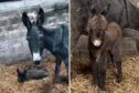 Both mother and baby are doing well. Image: Crazy Croft Pony Rescue