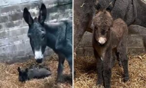 Both mother and baby are doing well. Image: Crazy Croft Pony Rescue