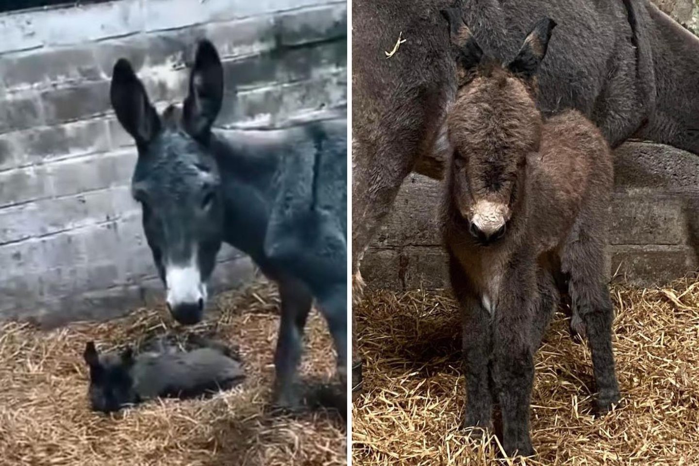 'Miracle' donkey brings Christmas joy after beating the odds