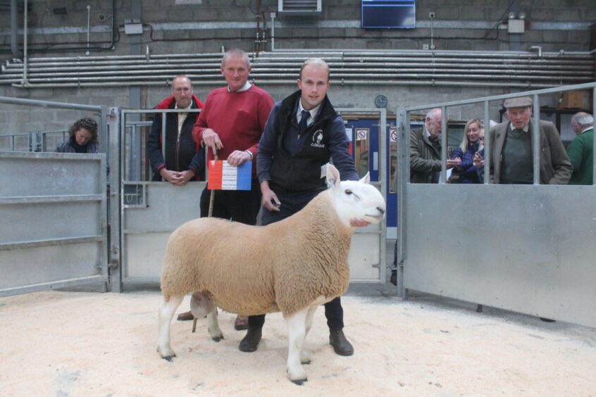 The champion North Country Cheviot from Longoe Farm.