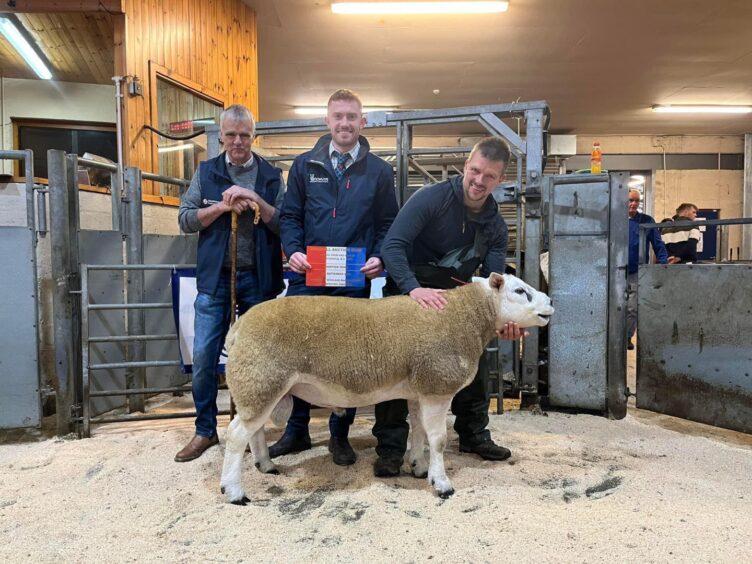 The overall continental breeds champion at Dingwall.