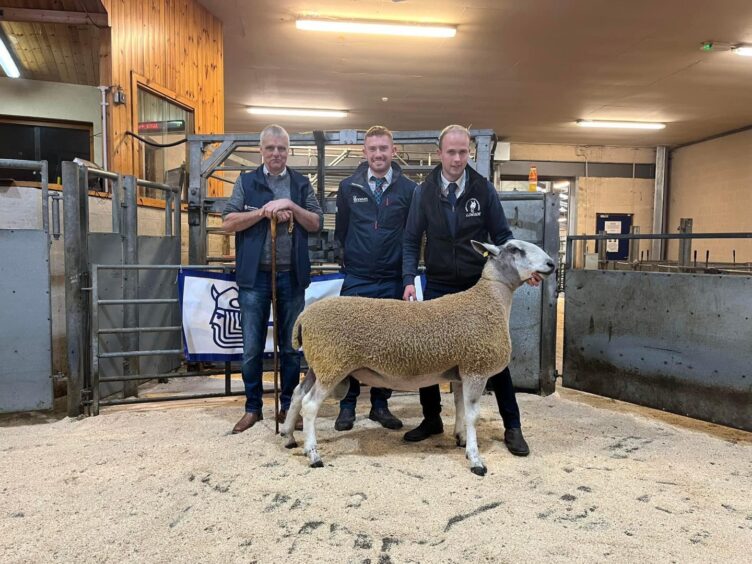 The reserve champion, continental breeds, at Dingwall. 