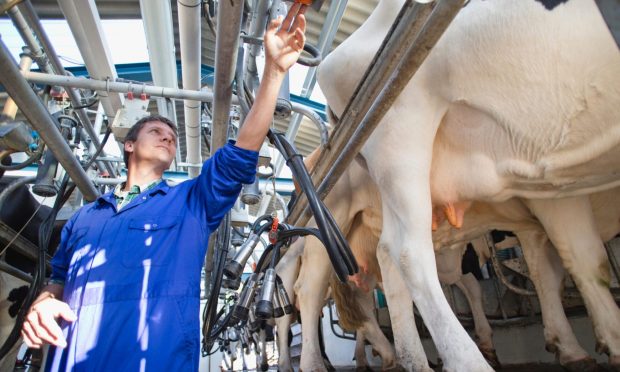 UK dairy farming