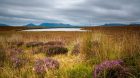 The Flow Country Scotland peatlands