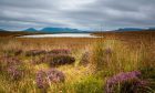 The Flow Country Scotland peatlands