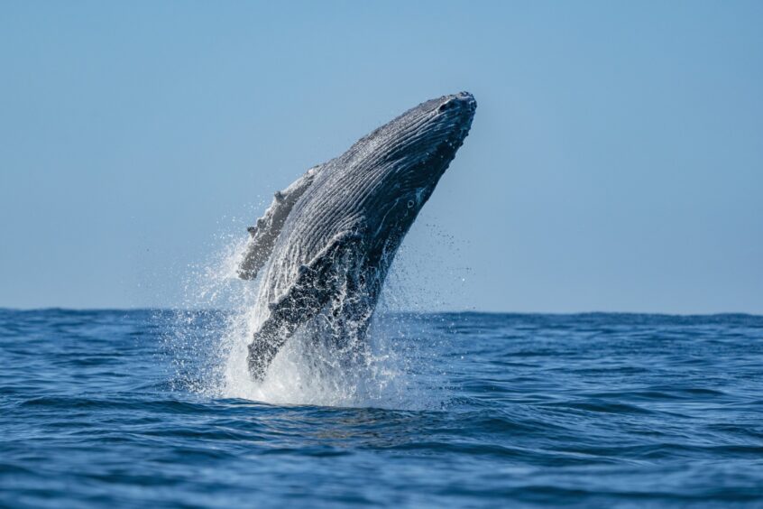 A humpback whale breaching 