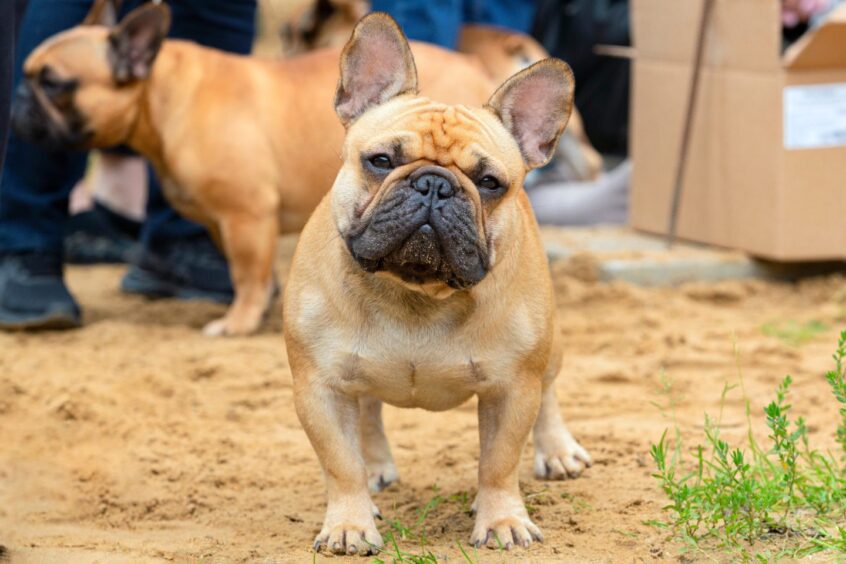 A French Bulldog