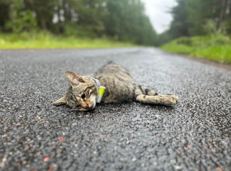 Cat lying on road with collar round neck