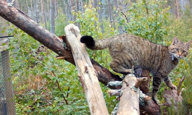 Wildcat on tree