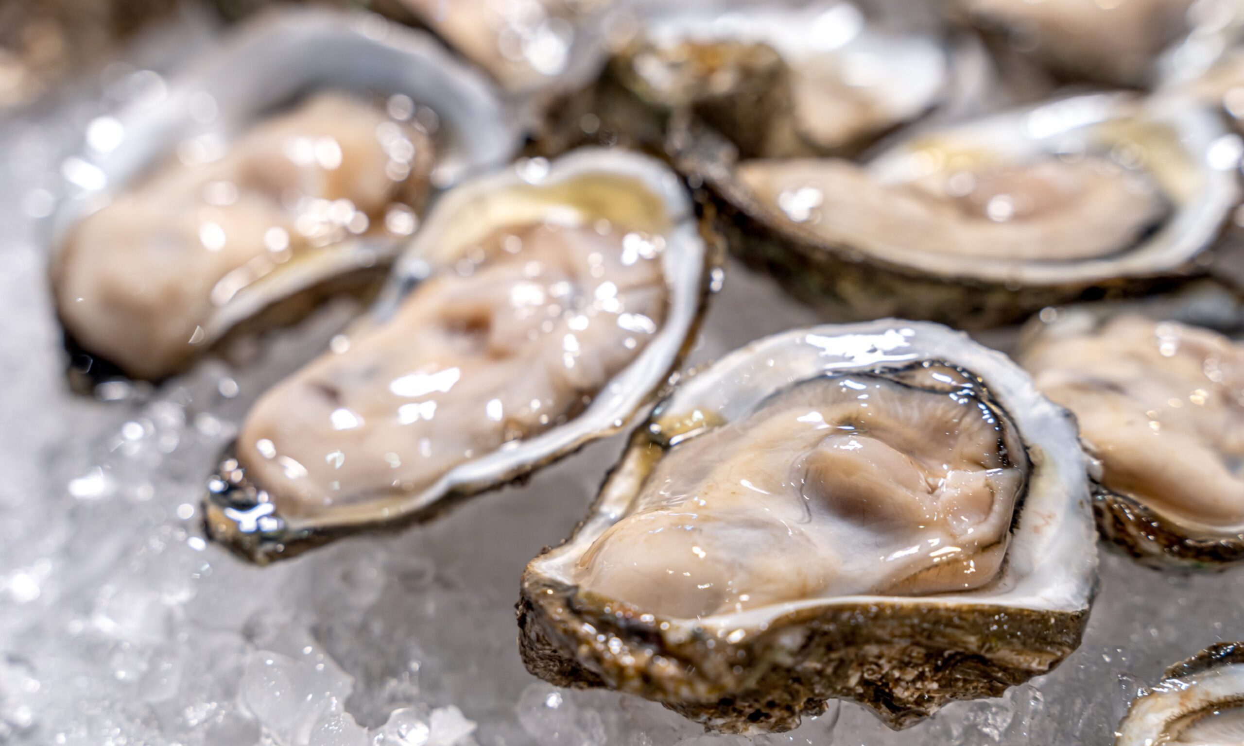 Fresh oysters on ice at a seafood restaurant. 