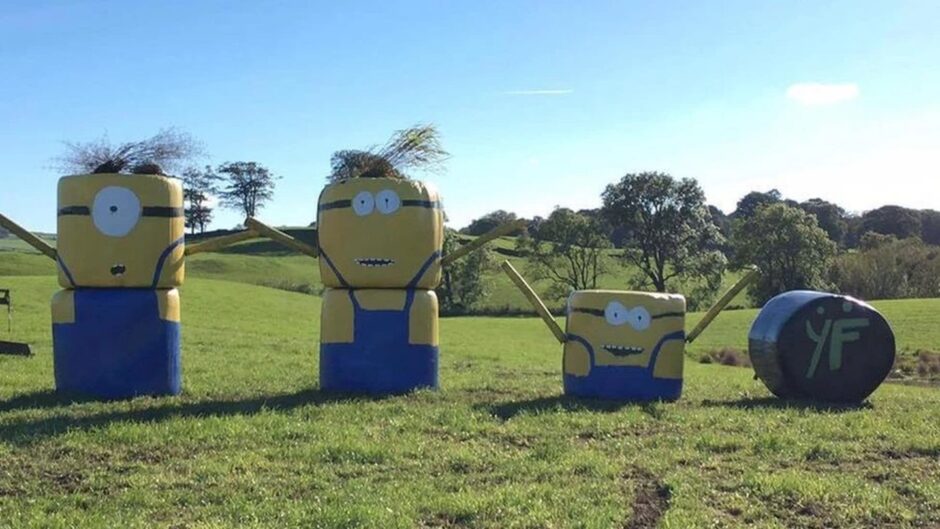 Minion hay bales