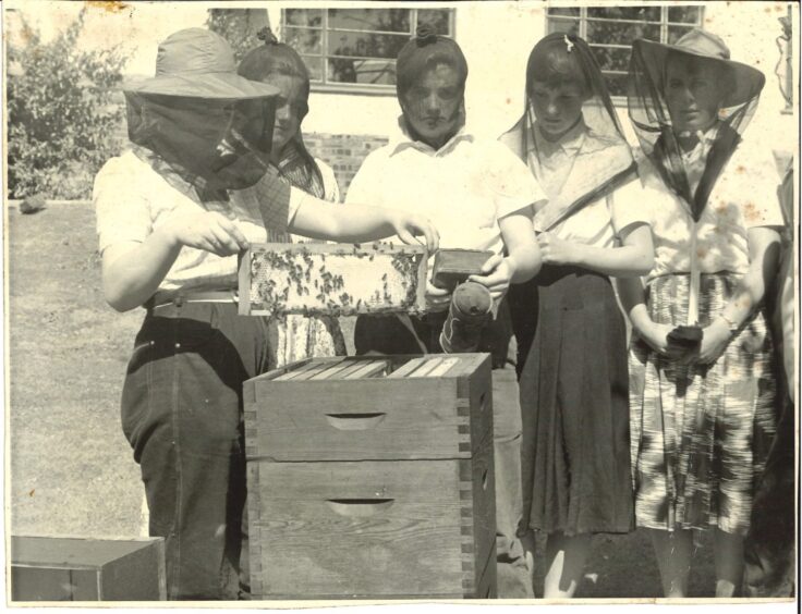 Craibstone, Aberdeen, in the 1950s, with students examining honey storage combs