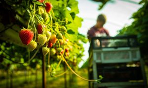 Strawberry picking at East Seaton Farm, a member of Angus Growers, near Arbroath.