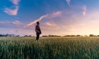 Lonely farmer in a field.