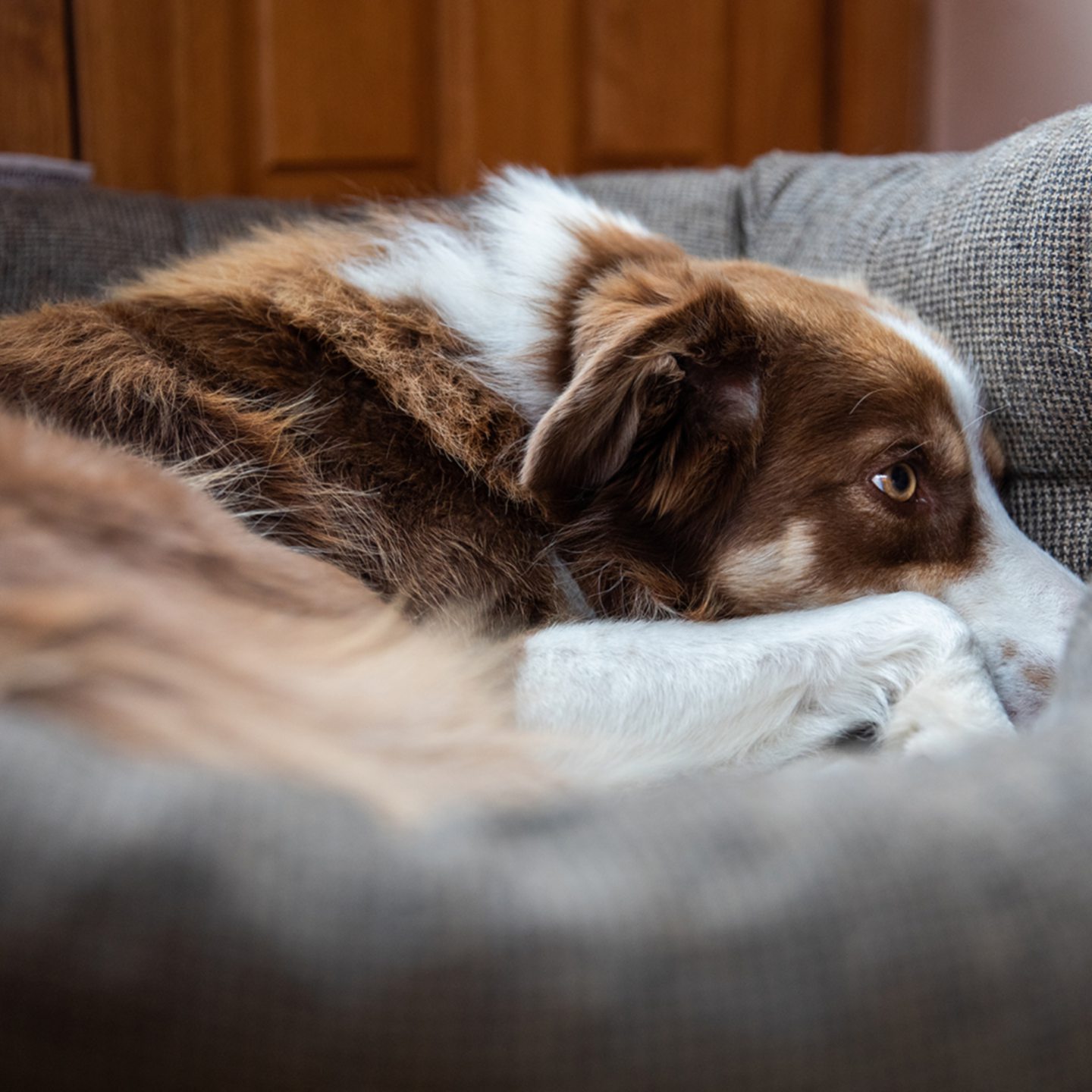 A dog looking sad in a basket