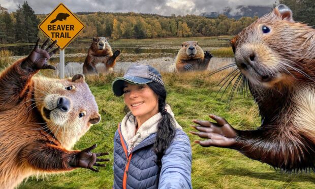 Gayle explored the Beaver Trail at Rothiemurchus near Aviemore. Image design: Roddie Reid.