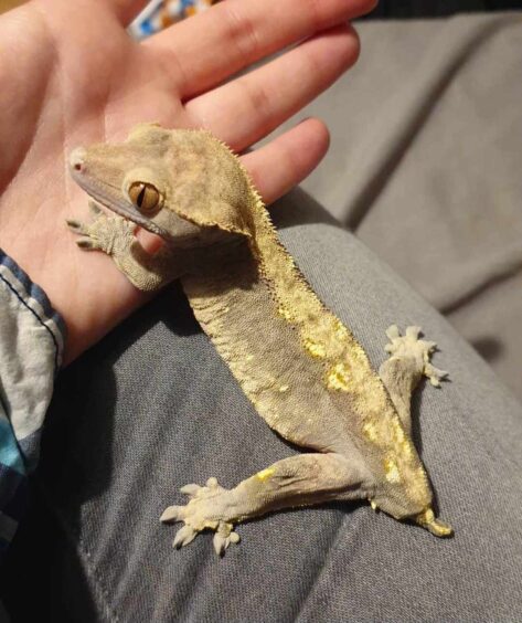 Ziggy the gecko